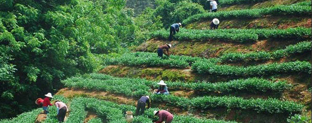 喝不同的茶，是否保健疗效也各不相同？