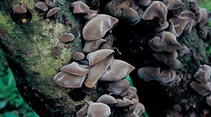 1516412503.jpg 野生黑木耳.jpg