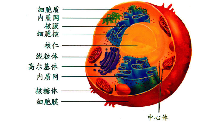 细胞结构.gif